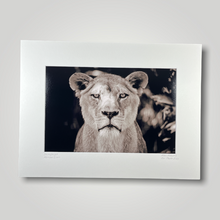 Load image into Gallery viewer, African Lioness Wild Art Photograph