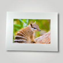 Load image into Gallery viewer, Numbat Wild Art Photograph