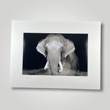 Load image into Gallery viewer, Putra Mas Asian Elephant Wild Art Photograph