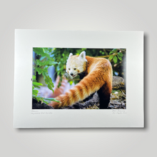 Load image into Gallery viewer, Red Panda Wild Art Photograph