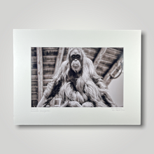 Load image into Gallery viewer, Sumatran Orangutan Wild Art Photograph