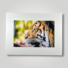 Load image into Gallery viewer, Sumatran Tiger Wild Art Photograph