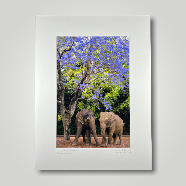 Tricia and Permai Asian Elephants Jacaranda Wild Art Photograph Perth