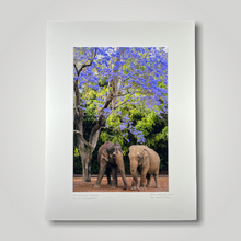 Load image into Gallery viewer, Tricia and Permai Asian Elephants Jacaranda Wild Art Photograph