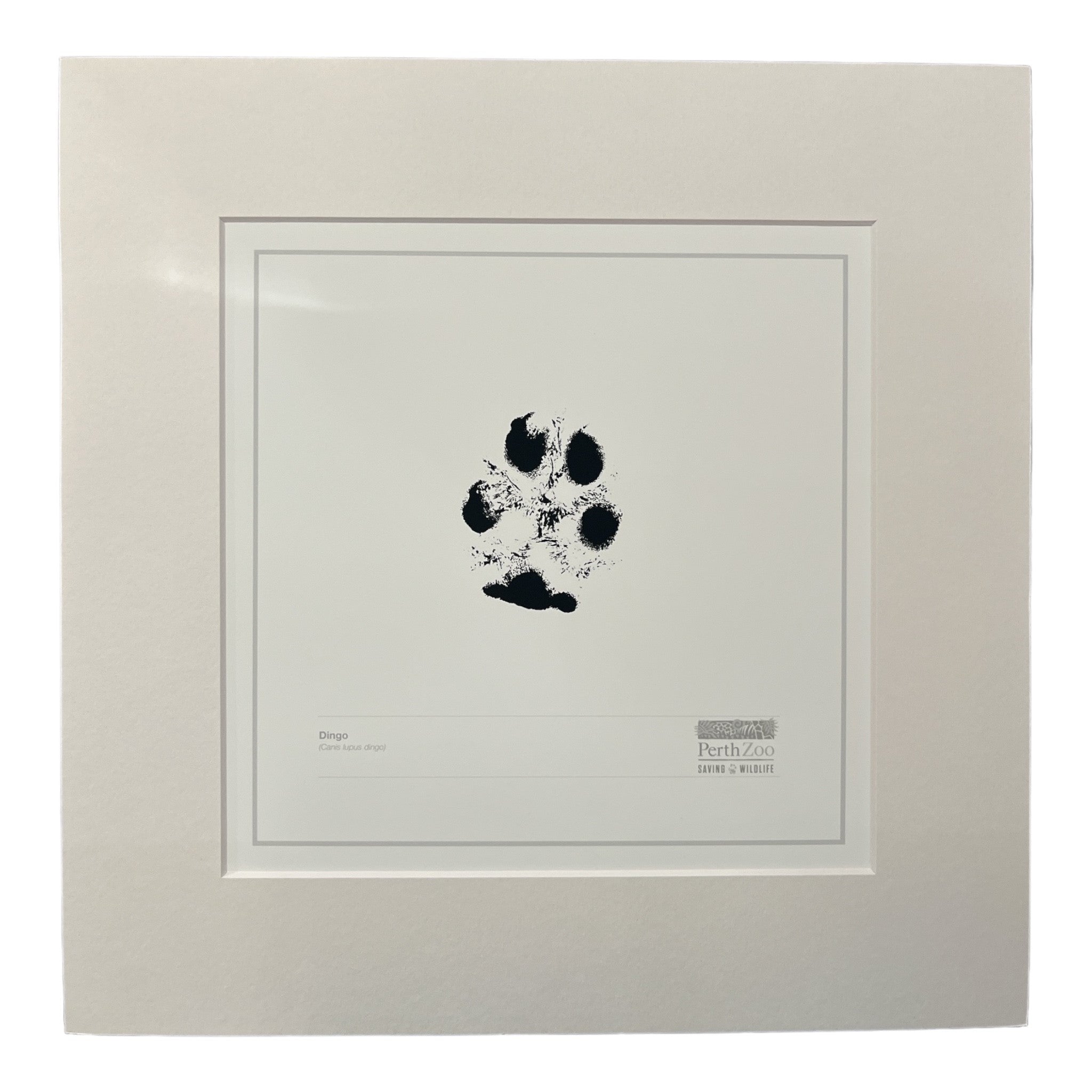 Dingo Paw Print – Perth Zoo Shop