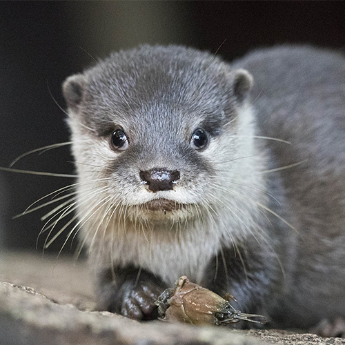 Adopt the Asian Small-clawed Otter