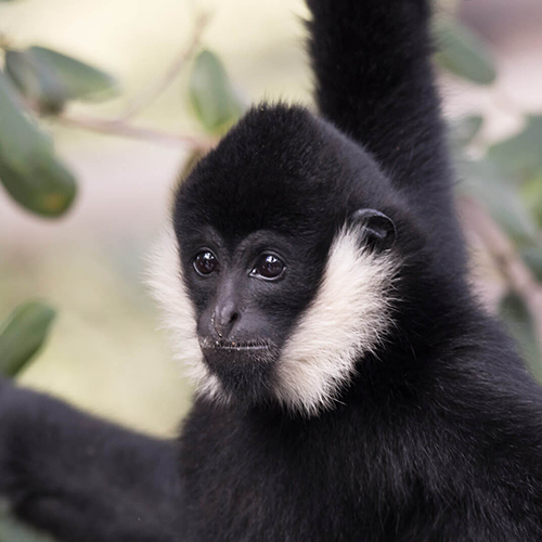 Adopt the White-cheeked Gibbon
