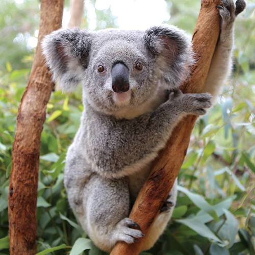 Adopt the Koala