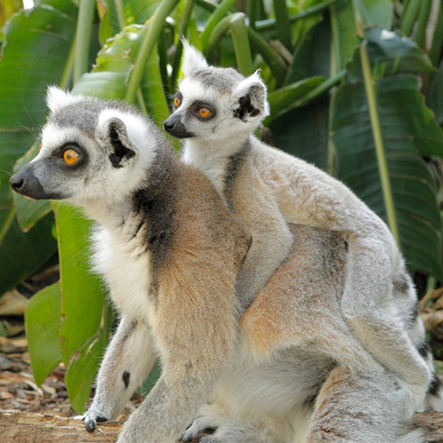 Adopt the Ring-tailed Lemur