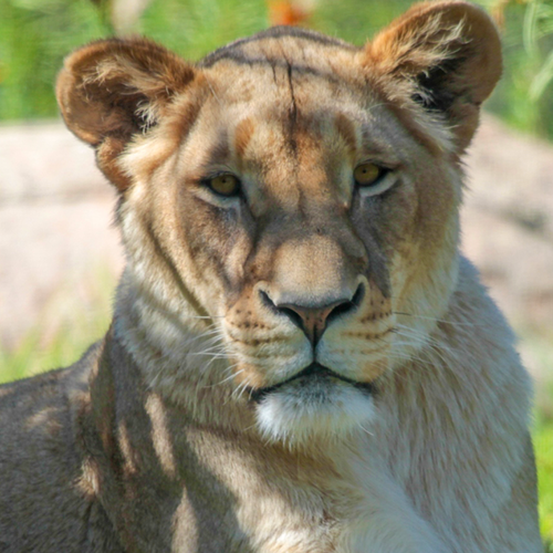 Adopt the African Lion