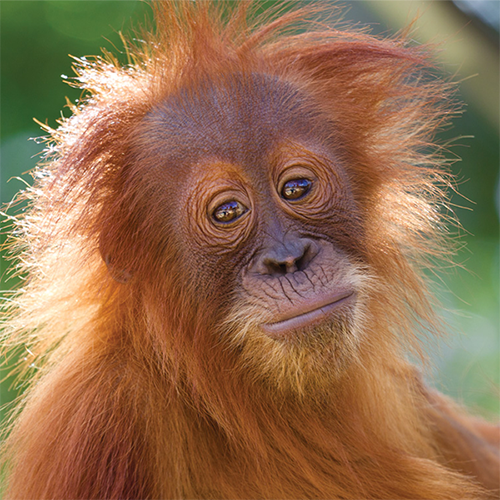 Adopt the Sumatran Orangutan