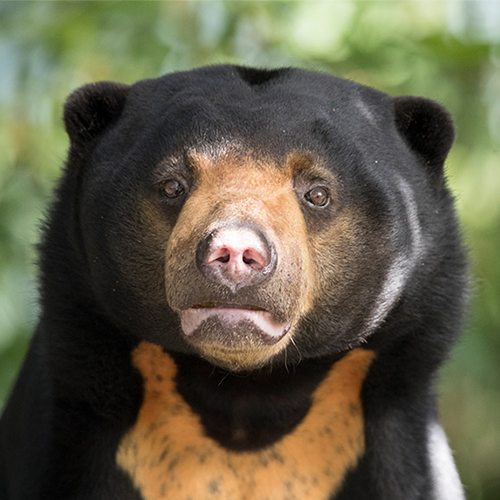 Adopt the Sun Bear – Perth Zoo Shop