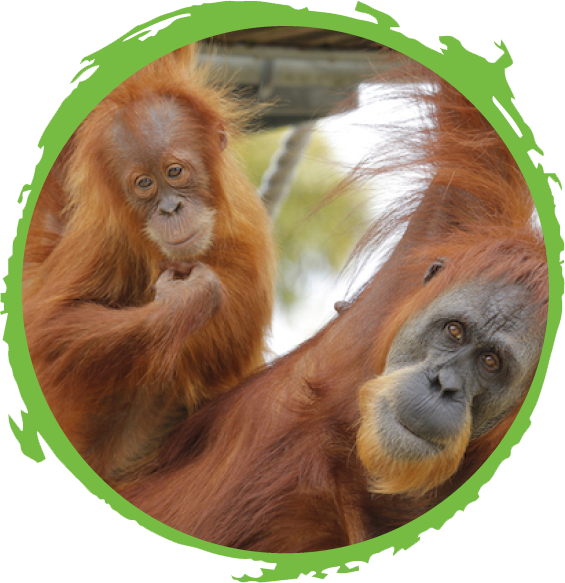 Help Save Orangutans