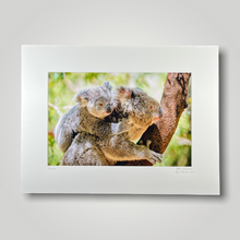 Load image into Gallery viewer, Koala and Joey Wild Art Photograph
