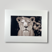 Load image into Gallery viewer, African Lioness Wild Art Photograph
