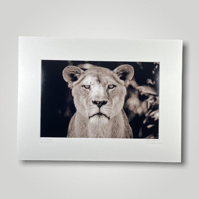 African Lioness Wild Art Photograph