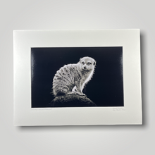 Load image into Gallery viewer, Slender-Tailed Meerkat Wild Art Photograph
