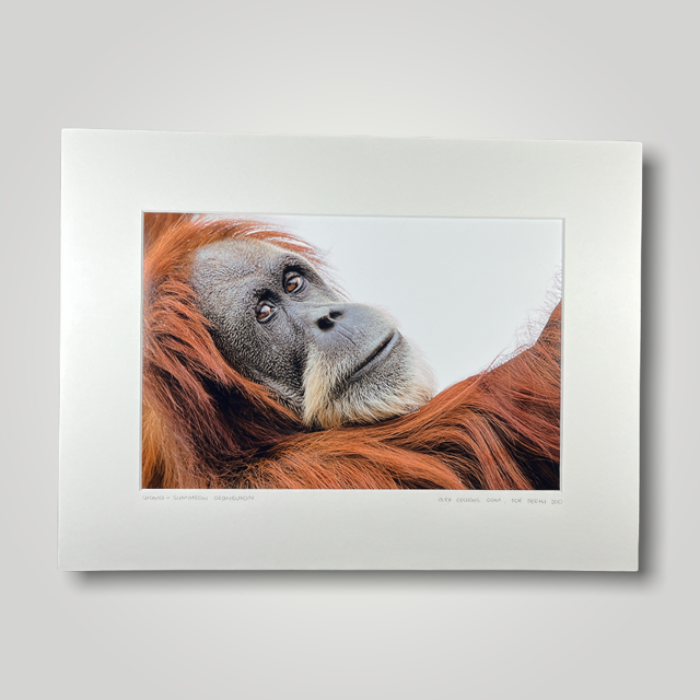 Utama Sumatran Orangutan Wild Art Photograph