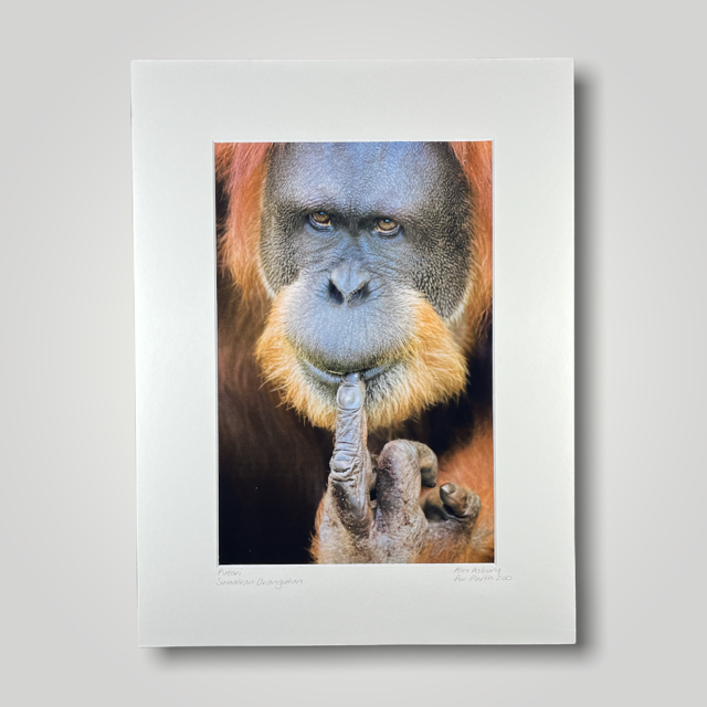 Puteri Sumatran Orangutan Wild Art Photograph