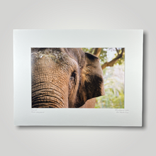 Load image into Gallery viewer, Permai Asian Elephant Wild Art Photograph
