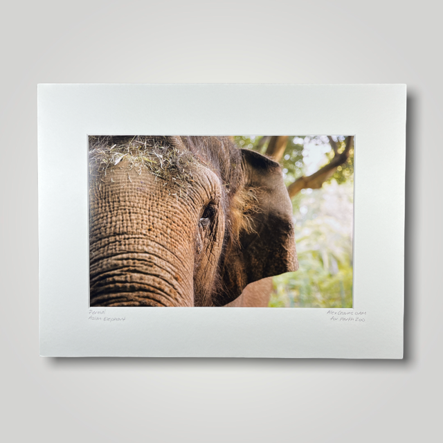 Permai Asian Elephant Wild Art Photograph