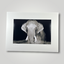 Load image into Gallery viewer, Putra Mas Asian Elephant Wild Art Photograph
