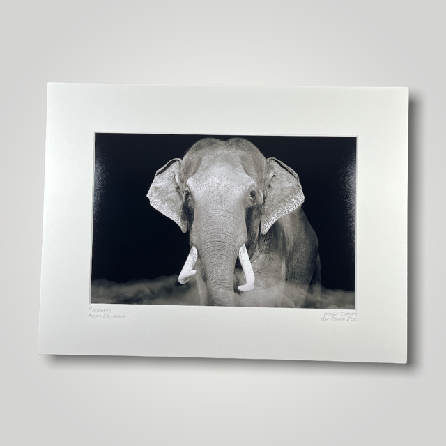Putra Mas Asian Elephant Wild Art Photograph