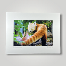 Load image into Gallery viewer, Red Panda Wild Art Photograph
