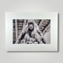 Load image into Gallery viewer, Sumatran Orangutan Wild Art Photograph

