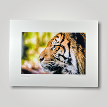 Load image into Gallery viewer, Sumatran Tiger Wild Art Photograph
