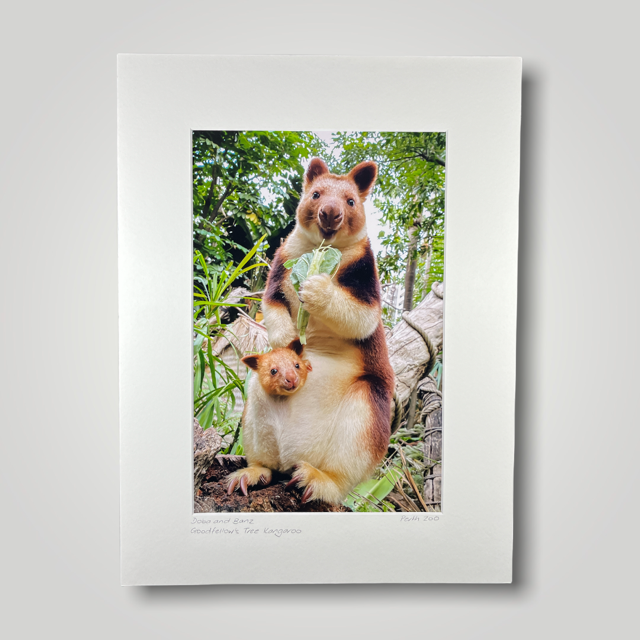 Tree Kangaroo and Joey Wild Art Photograph
