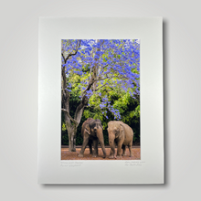 Load image into Gallery viewer, Tricia and Permai Asian Elephants Jacaranda Wild Art Photograph
