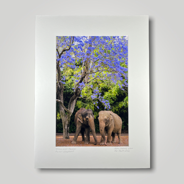Tricia and Permai Asian Elephants Jacaranda Wild Art Photograph