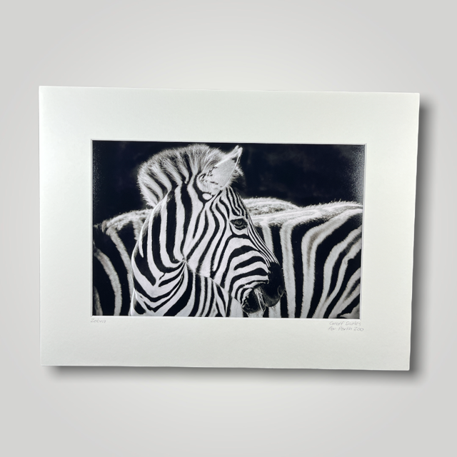 Zebra Wild Art Photograph